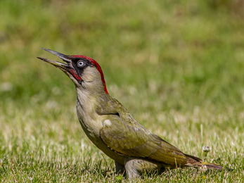 Green woodpecker